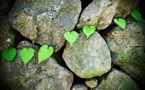 Stones, morning glory, green leaf wallpaper thumb
