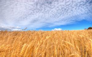 Nature, Wheat, Landscape, Sky, Clouds, Field wallpaper thumb