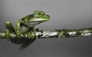 Little green frog wallpaper thumb