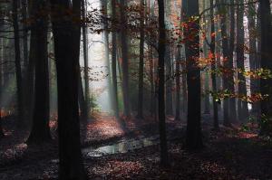 Landscape, Nature, Forest, Mist, Path, Leaves, Fall, Sun Rays, Puddle wallpaper thumb