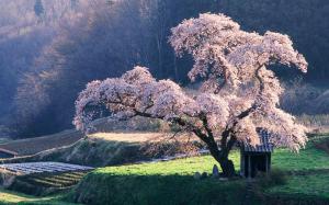 Japanese landscape, the cherry blossom wallpaper thumb