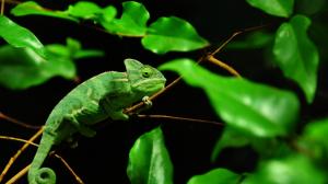 Green chameleon, Madagascar rainforest wallpaper thumb