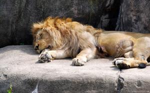 African Lion in Sleep wallpaper thumb
