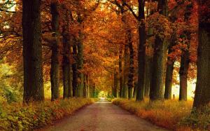 Road, autumn, trees, grass wallpaper thumb