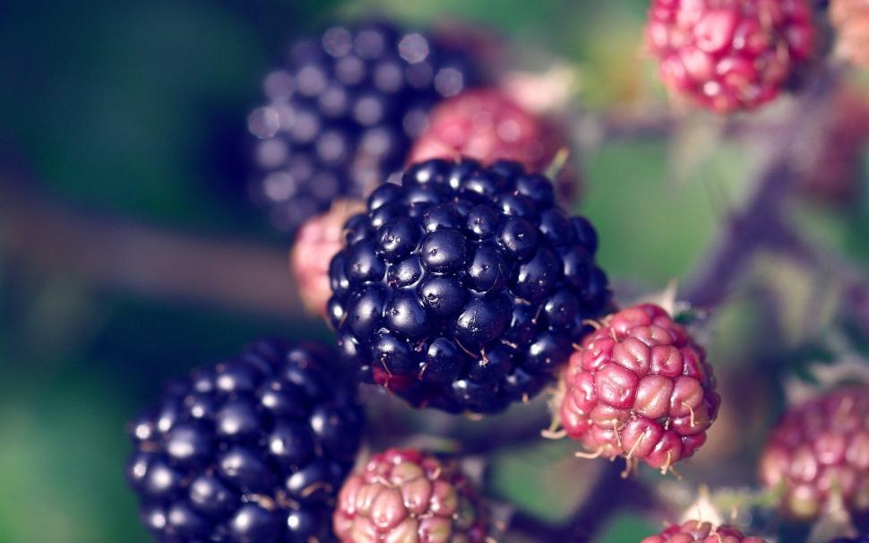 Blackberry, berries, plant close-up wallpaper,Blackberry HD wallpaper,Berries HD wallpaper,Plant HD wallpaper,1920x1200 wallpaper