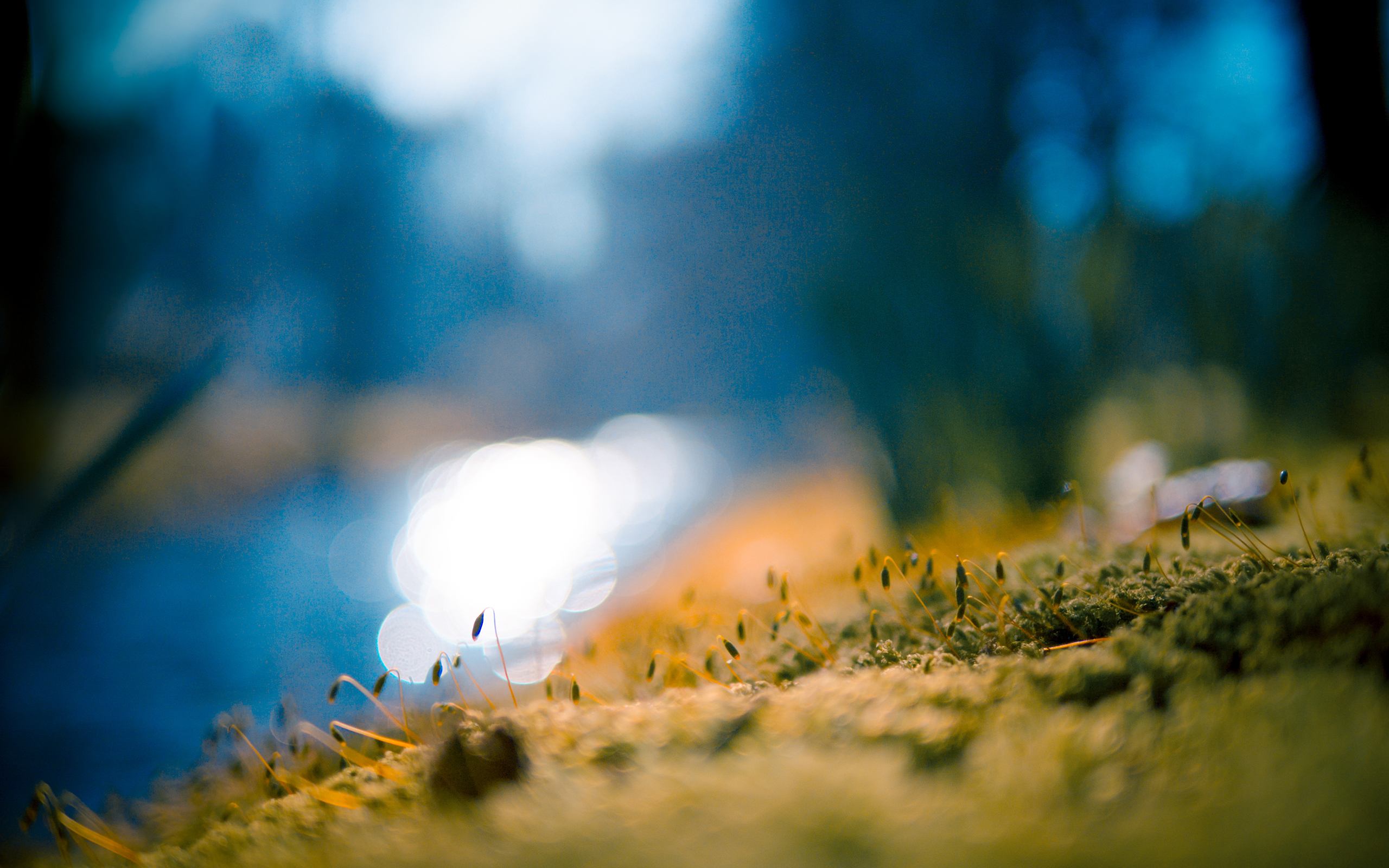 Wallpaper Dslr Blur Nature Background Hd - pic-connect