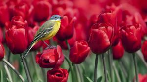 Bird standing on a red tulip flower wallpaper thumb