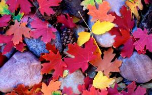 Stones, red maple leaves, pine cones, autumn wallpaper thumb