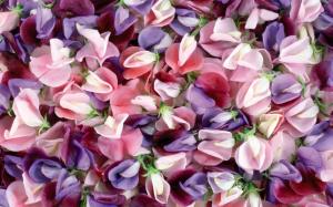 Purple and pink flowers wallpaper thumb