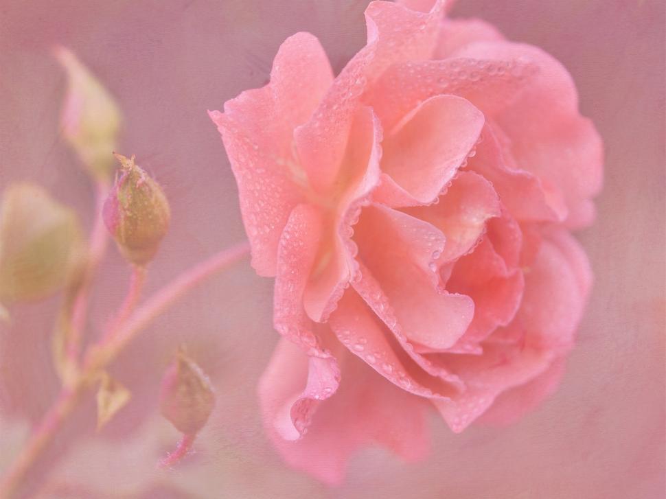 Pink rose flower close-up, water drops wallpaper,Pink HD wallpaper,Rose HD wallpaper,Flower HD wallpaper,Water HD wallpaper,Drops HD wallpaper,1920x1440 wallpaper