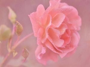Pink rose flower close-up, water drops wallpaper thumb
