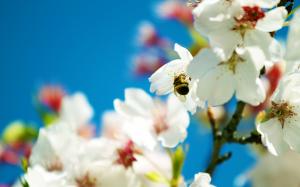 Spring Bee wallpaper thumb