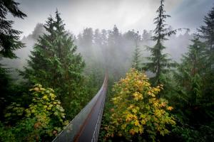 Fog, nature, the bridge wallpaper thumb