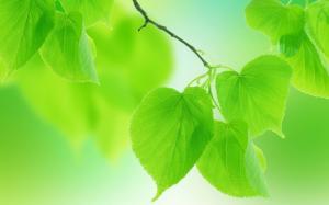Summer green leaves close-up, blurred background wallpaper thumb