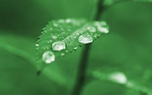 Green Nature Leaves Plants Water Drops Dew Free Desktop Background wallpaper thumb