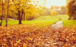 Park autumn, trees, yellow and orange leaves wallpaper thumb