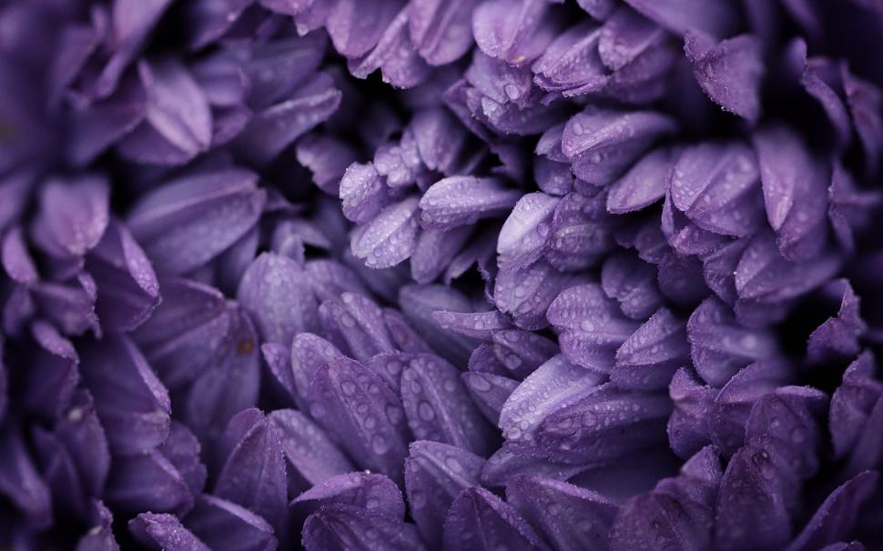 Flower Purple Water Drops Macro HD wallpaper,nature wallpaper,flower wallpaper,macro wallpaper,water wallpaper,purple wallpaper,drops wallpaper,1680x1050 wallpaper