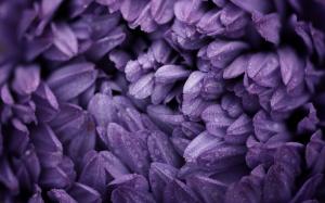 Flower Purple Water Drops Macro HD wallpaper thumb