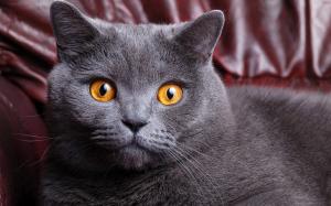 Gray cat at home, yellow eyes, face close-up wallpaper thumb