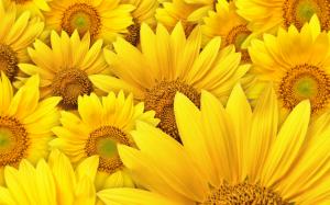 Sunflowers macro photography wallpaper thumb
