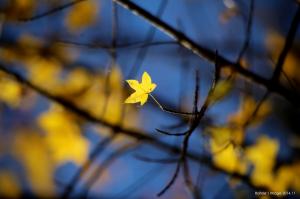 Maple Leaves, Yellow, Nature, Leaves, Depth Of Field, Twigs, Bokeh wallpaper thumb