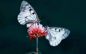 Two butterflies, insect, red flower wallpaper thumb