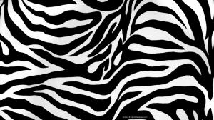 Zebra, Animal, Horse, Black And White wallpaper thumb