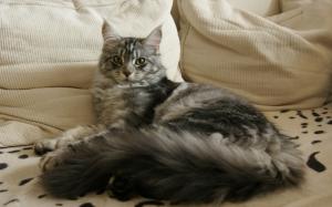 Maine Coon Cat Chilling wallpaper thumb