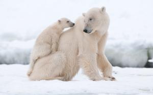 Polar bears, snow, white wallpaper thumb