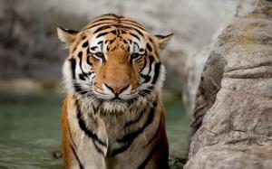 Tiger, Predator, Animal wallpaper thumb