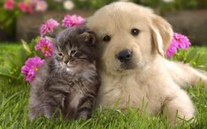 Cute Kitten and Puppy wallpaper thumb
