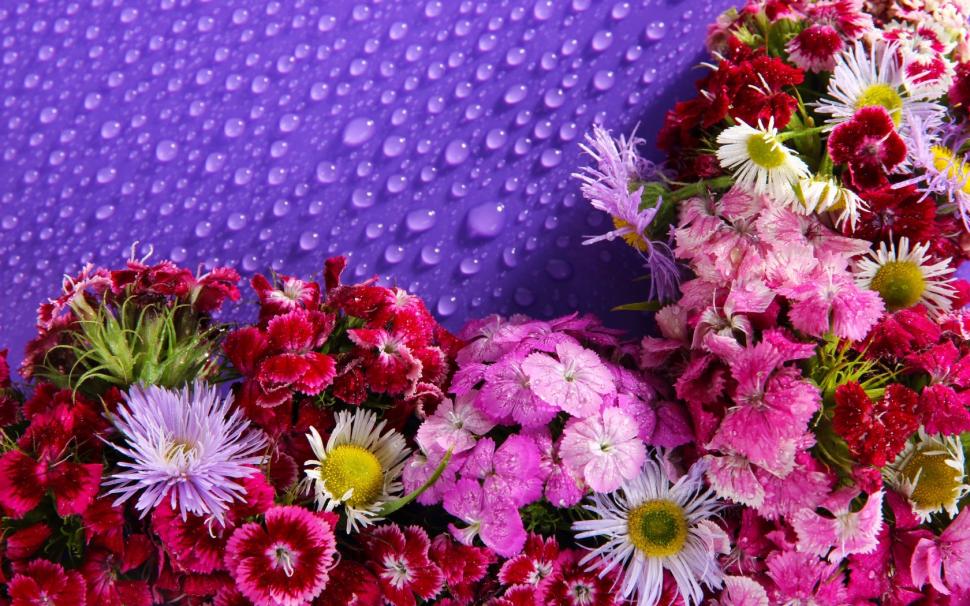 Lot of flowers, water droplets wallpaper,Lot wallpaper,Flowers wallpaper,Water wallpaper,Droplets wallpaper,1680x1050 wallpaper