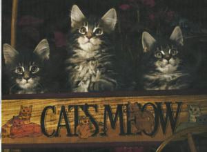 Triplet Kittens In A Wooden Wagon wallpaper thumb