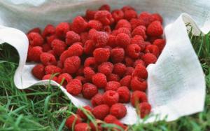 Raspberry on a cloth in the grass wallpaper thumb
