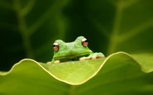Cute Green Frog wallpaper thumb