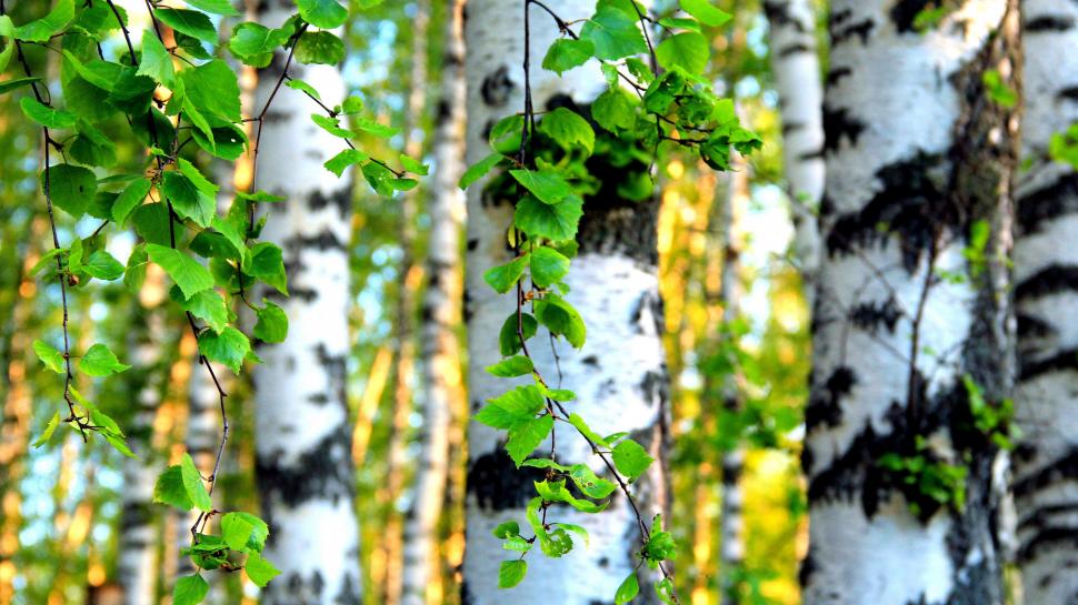 Birch forest wallpaper,nature HD wallpaper,3840x2160 HD wallpaper,leaf HD wallpaper,tree HD wallpaper,forest HD wallpaper,birch HD wallpaper,3840x2160 wallpaper