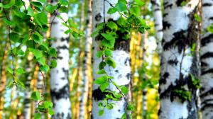 Birch forest wallpaper thumb