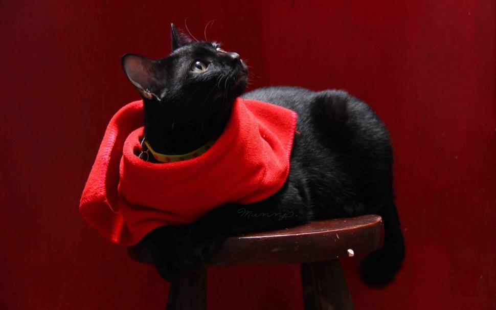 Cat with Red Scarf wallpaper,scarf HD wallpaper,1920x1200 wallpaper