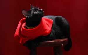 Cat with Red Scarf wallpaper thumb