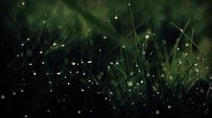 Green Nature Rain Grass Water Drops wide Mobile wallpaper thumb