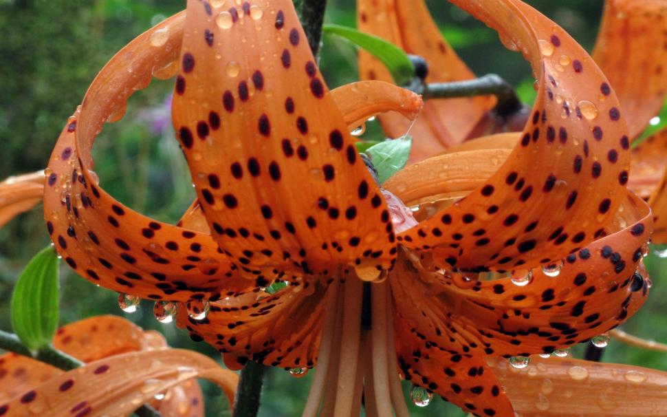 Tiger Lilly wallpaper,spotted HD wallpaper,orange HD wallpaper,lilly HD wallpaper,lillies HD wallpaper,tiger lilly HD wallpaper,flowers HD wallpaper,3d & abstract HD wallpaper,2560x1600 wallpaper