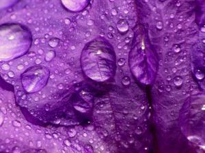 Water Drops On A Flower wallpaper thumb