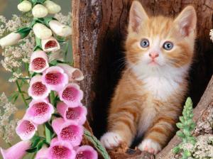 Flowers Cats Animals Kittens Foxgloves HD Pictures wallpaper thumb