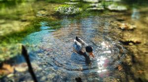 bird, nature, pond, alone, duck, water, clean wallpaper thumb