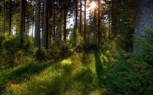 Morning forest, trees, grass, sun, nature wallpaper thumb