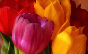 Yellow Pink Red Tulips wallpaper thumb