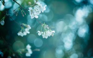 Tree branch, nature, spring, white flowers wallpaper thumb
