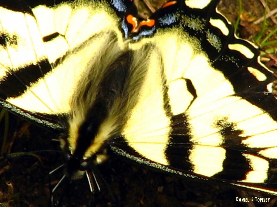 Black Yellow Butterfly wallpaper,danieltowsey HD wallpaper,black and yellow butterfly HD wallpaper,animals HD wallpaper,2048x1536 wallpaper