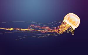 Jellyfish High Definition Nature s wallpaper thumb