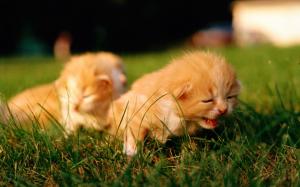 Cute kitten on the grass, macro photography wallpaper thumb